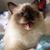 Vanessa Wong's profile image