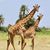 Chelsea Murray Kaneb's profile image