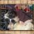 Denise Rabinowitz Myers's profile image