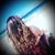 Kasey Lindekugel's profile image