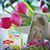 Deb McCord Norris's profile image