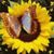 Terry Faulkner's profile image