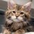 Teresa Smith Choudhury's profile image