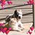 Lisa Gee's profile image
