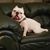 Mark Ahern's profile image