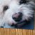 Sue Muscarella's profile image