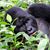 Netha Marie Mogel's profile image