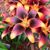 Williams-Seals Lily's profile image