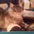 Linda Knowles Pedersen's profile image