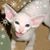 Roeann Fulkerson-Chrisope's profile image