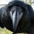 Terry Yokofich's profile image