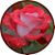 Tess Sherry Tesseneer's profile image