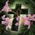 Melinda Lape's profile image