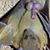 Antonino Gentile's profile image