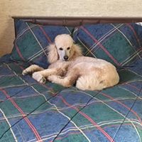 Trish Jorgenson's profile image