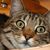 Carol Walters's profile image