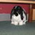 Mary Pulieri's profile image