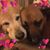 Laura Roggy's profile image