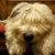 Evie West Werner's profile image
