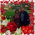 Luisa Sedacca's profile image