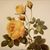 Sarah Collins's profile image