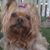 Renee Marean's profile image
