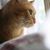 Alissa Inman's profile image