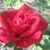 Roxanne Godair's profile image