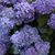 Susie Blauvelt's profile image
