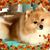 Sandra Urbanski-Ricciuto's profile image