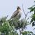 Carole Guinard Calkins's profile image