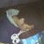 Draven Williams's profile image