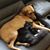 Lisa Grodesky Sapino's profile image