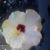 Sharon Denise Keef's profile image