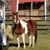 Renee Pasek Evoy's profile image