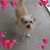 Billie Jo McNiel VanGilder's profile image