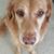 Camilla Hollenbeck Morrison's profile image