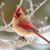 Barbara Brooks's profile image