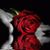 Pamela Borninski Noxon's profile image