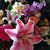 Colleen Oakes Hoover's profile image