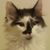 Patricia Feuti's profile image
