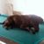 PatandSavannah PuppyPersona Hough's profile image