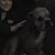 Dawn Shawver's profile image