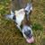 Melissa Bisset's profile image