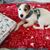 Shelia Brewer Widmayer's profile image