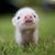 Linda White's profile image