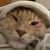 Jennifer Eric Leivestad's profile image