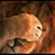 Yvette Pachter Olsen's profile image