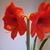 Susan Courtenay's profile image