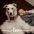 Renee L. Kovach's profile image